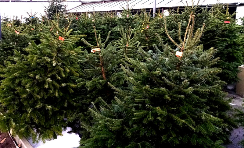 Christbaum Erlangen