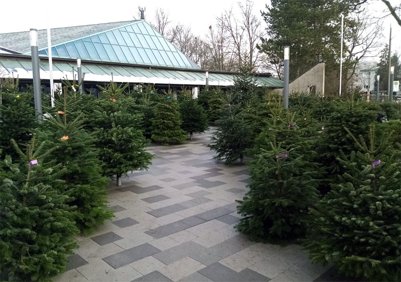 wohl die schönsten Weihnachtsbäume in Erlangen