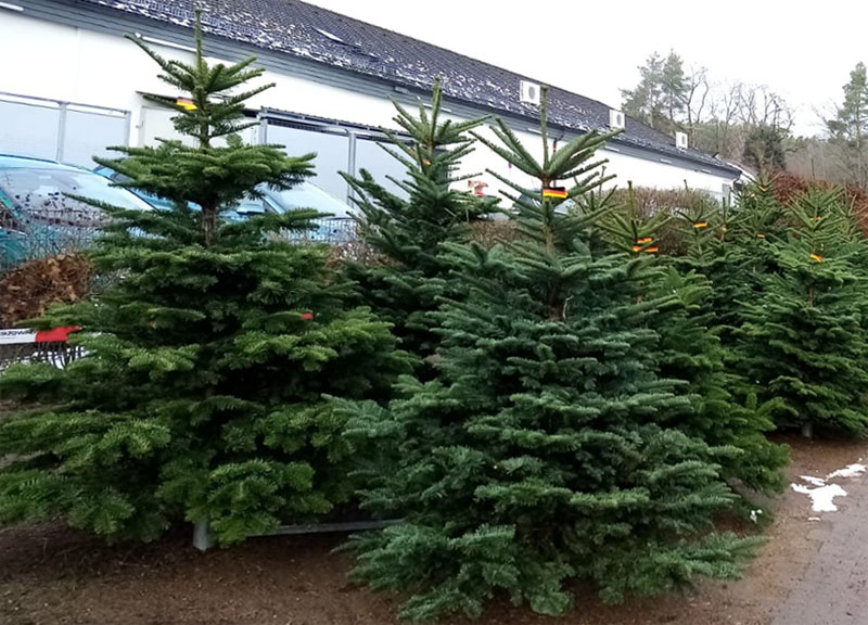 Weihnachtsbaum Verkauf Erlangen